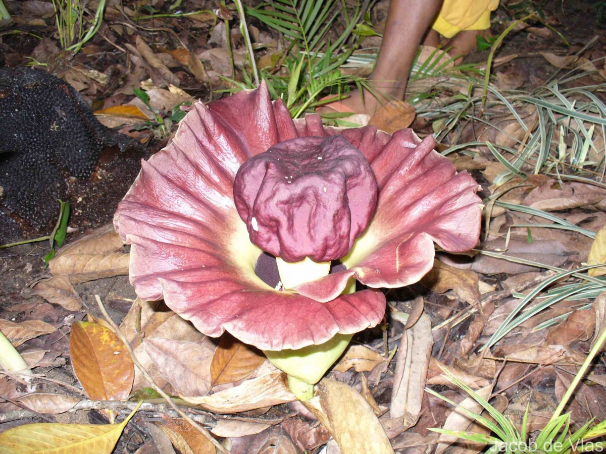 Amorphophallus paeoniifolius (Dennst.) Nicolson